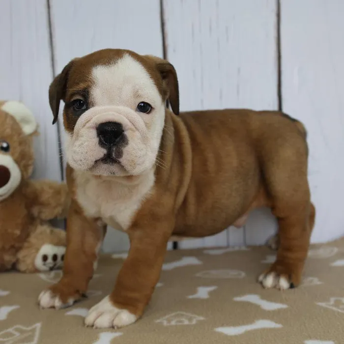 Male Victorian Bulldog Puppy for Sale in Schererville, IN