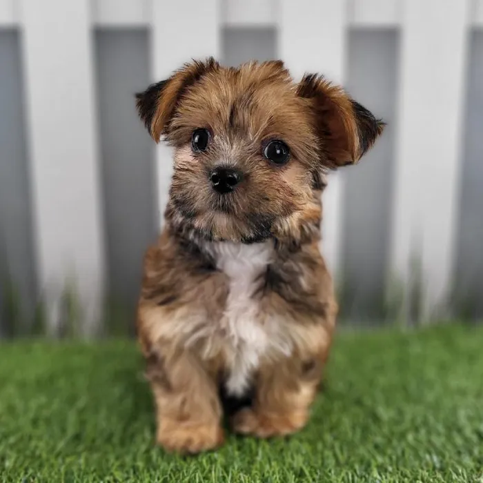 Male Morkie Puppy for Sale in Schererville, IN