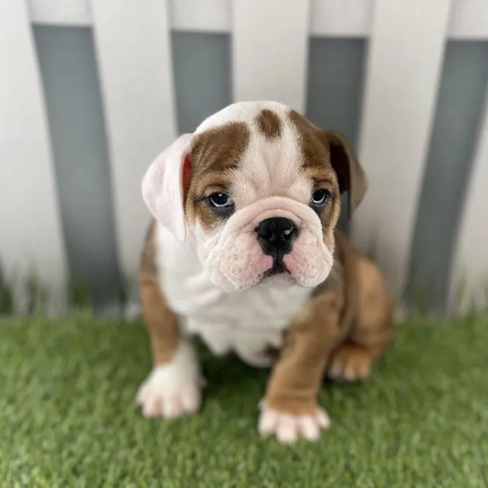 Male Victorian Bulldog Puppy for Sale in Schererville, IN