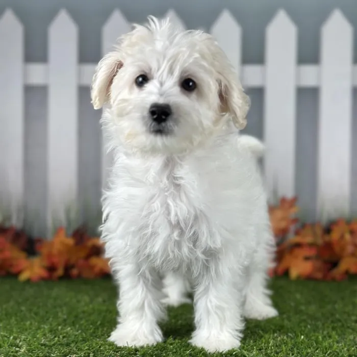 Female Coton-Poo Puppy for Sale in Indianapolis, IN
