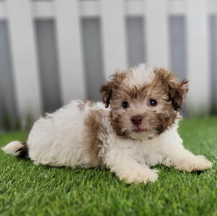 Male Havanese Puppy for Sale in Schererville, IN