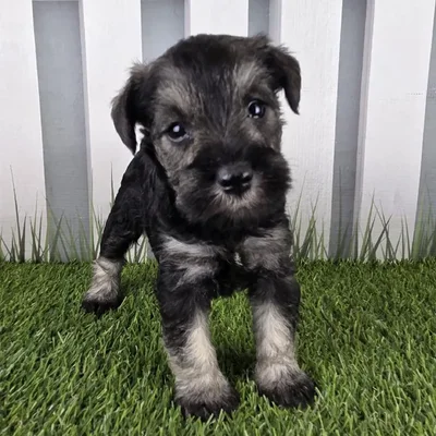 Female Miniature Schnauzer Puppy for Sale in Schererville, IN