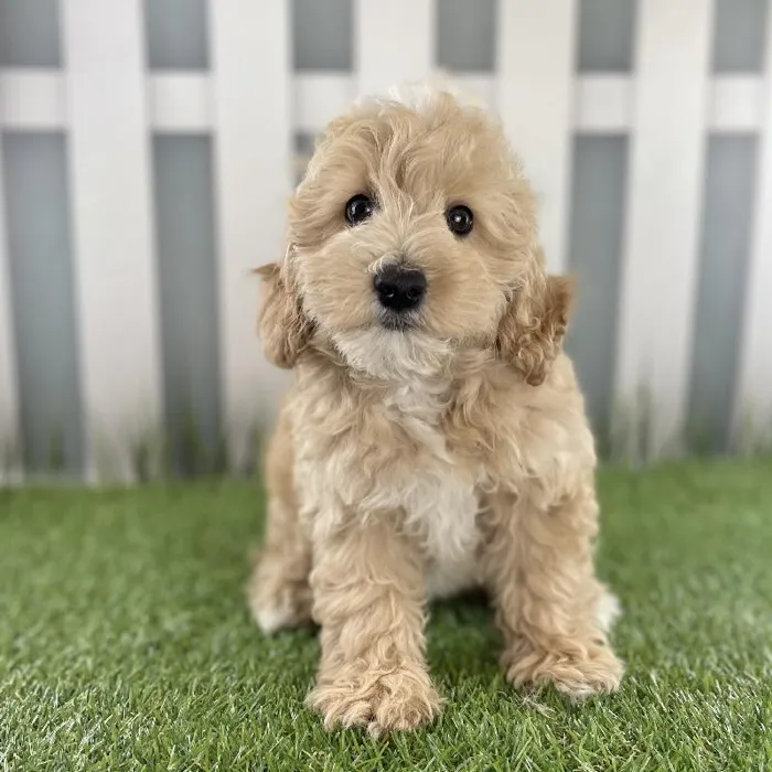 Female Miniature Goldendoodle Puppy for Sale in Schererville, IN
