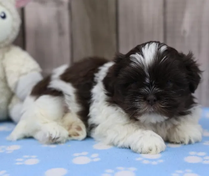 Male Shih Tzu Puppy for Sale in Indianapolis, IN
