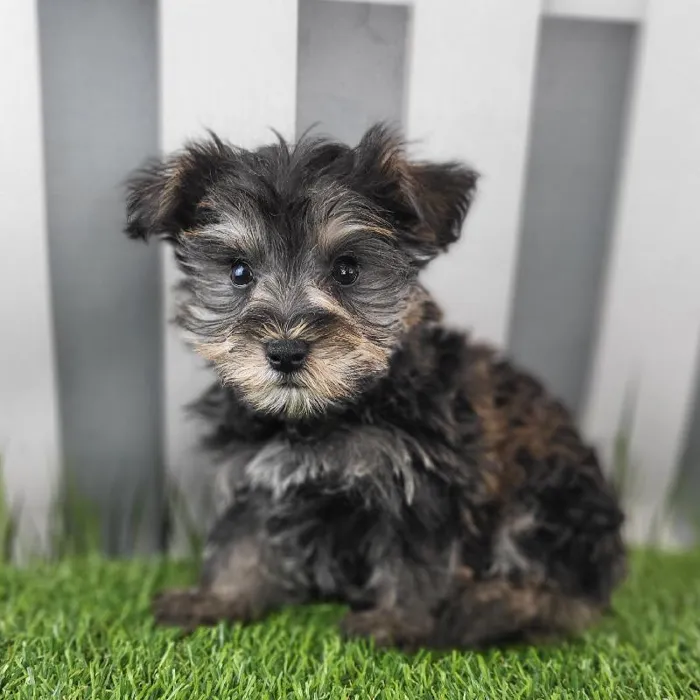 Male Schnorkie Puppy for Sale in Schererville, IN