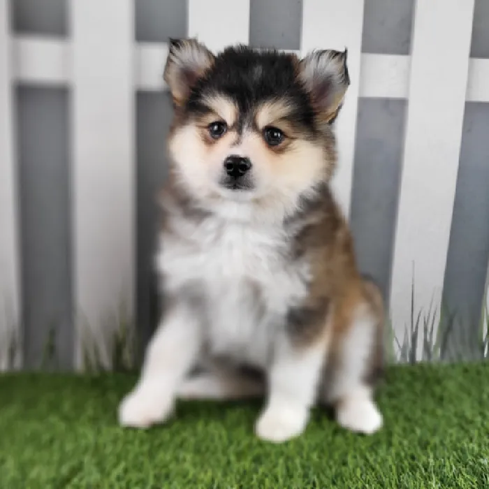 Female Pomsky Puppy for Sale in Schererville, IN