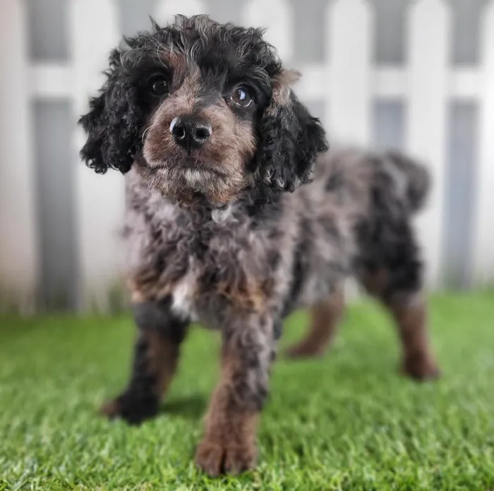 Male Cavapoo Puppy for Sale in Schererville, IN