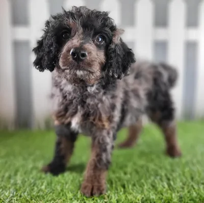 Male Cavapoo Puppy for Sale in Schererville, IN