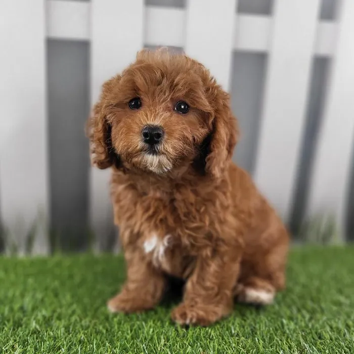 Female Cavapoo Puppy for Sale in Schererville, IN