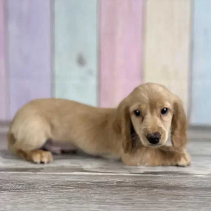 Male Miniature Dachshund Puppy for Sale in Schererville, IN