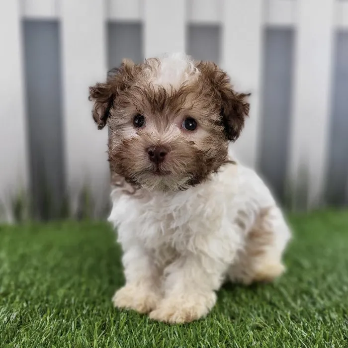 Male Havanese Puppy for Sale in Schererville, IN