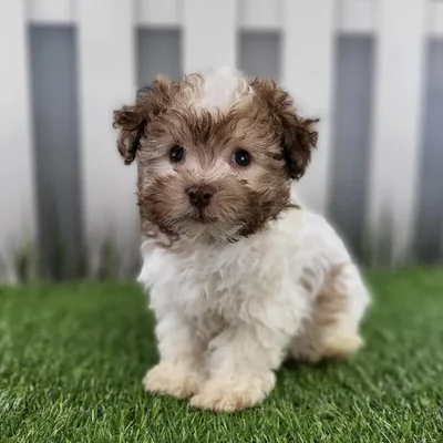 Male Havanese Puppy for Sale in Schererville, IN