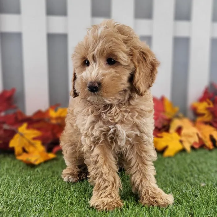 Female Miniature Goldendoodle Puppy for Sale in Schererville, IN