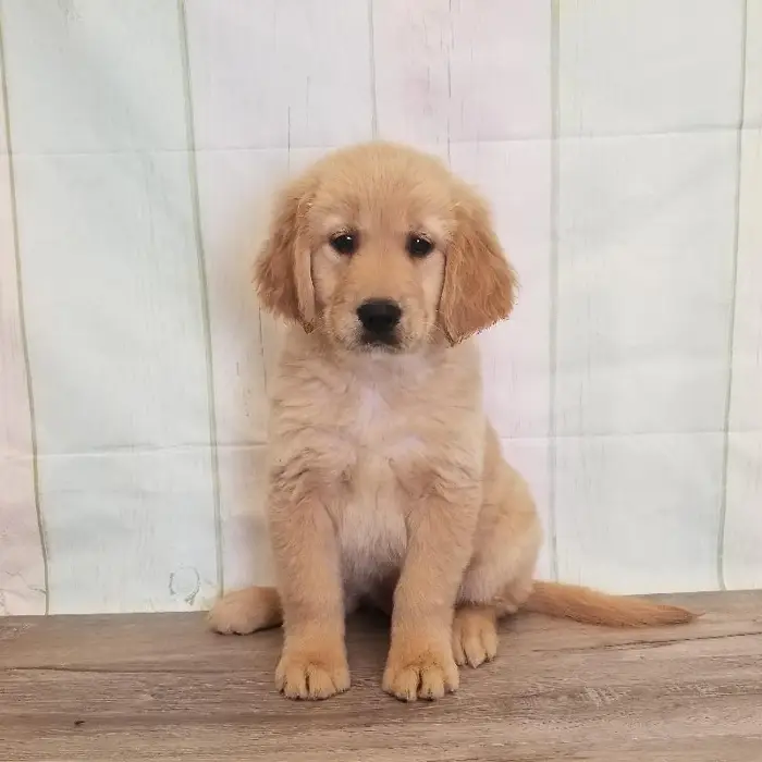 Female Golden Retriever Puppy for Sale in Schererville, IN