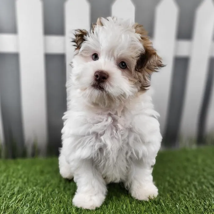 Female Havanese Puppy for Sale in Schererville, IN