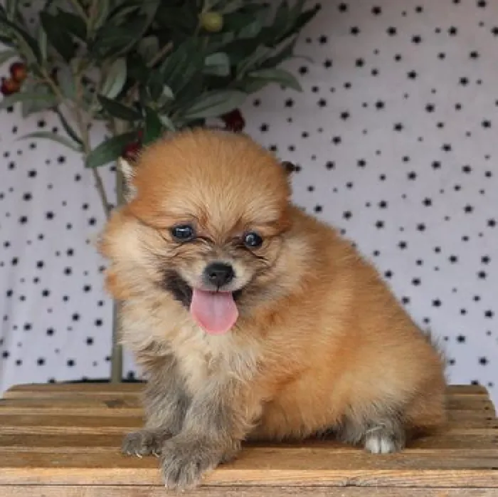 Female Pomeranian Puppy for Sale in Schererville, IN