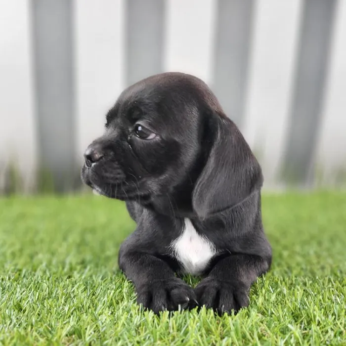Female Boston Spaniel Puppy for Sale in Schererville, IN