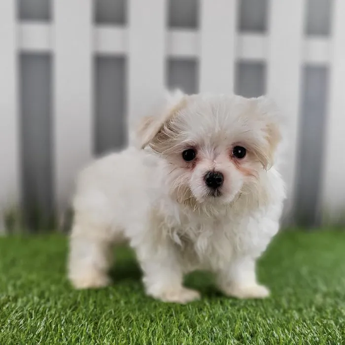 Female Maltese Puppy for Sale in Schererville, IN