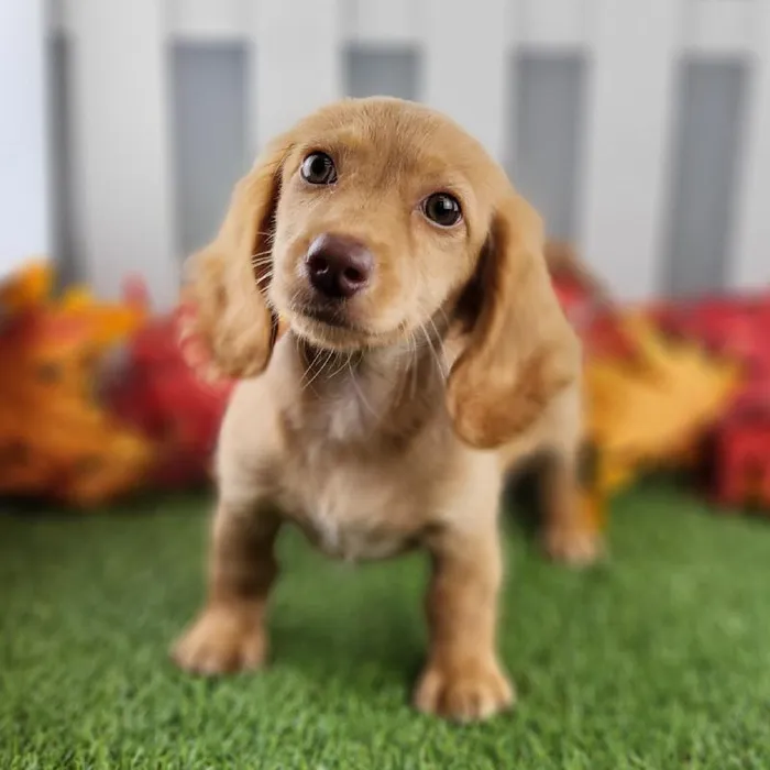 Male Miniature Dachshund Puppy for Sale in Schererville, IN