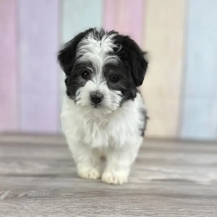 Female Havanese Puppy for Sale in Indianapolis, IN