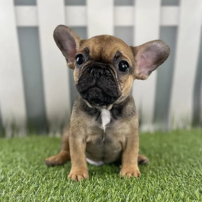 Male French Bulldog Puppy for Sale in Schererville, IN