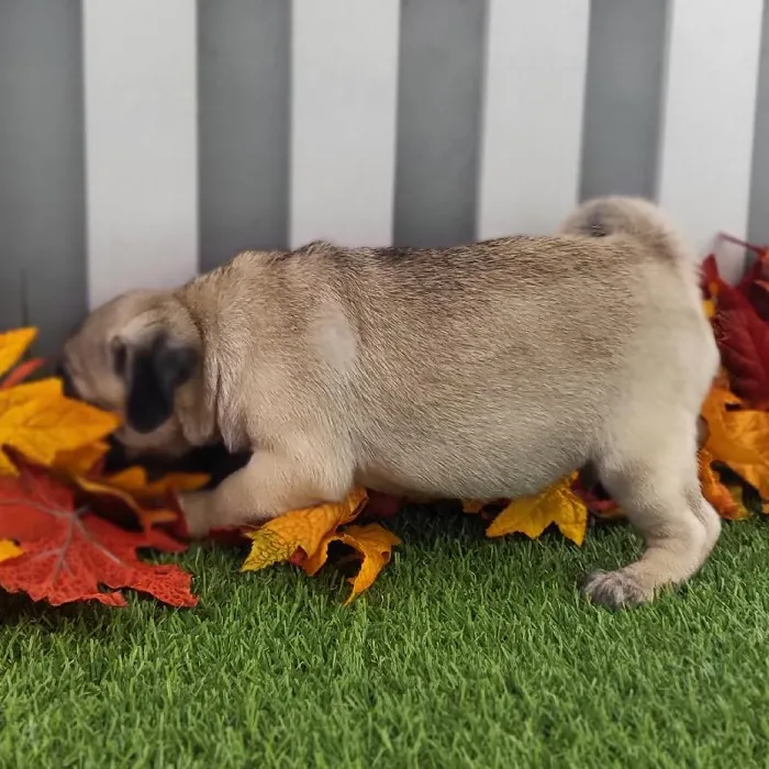 Male Pug Puppy for Sale in Schererville, IN
