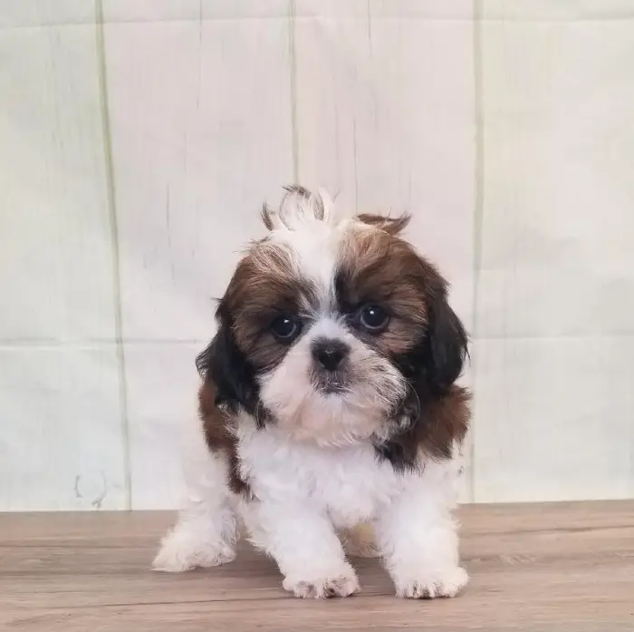 Female Shih Tzu Puppy for Sale in Schererville, IN