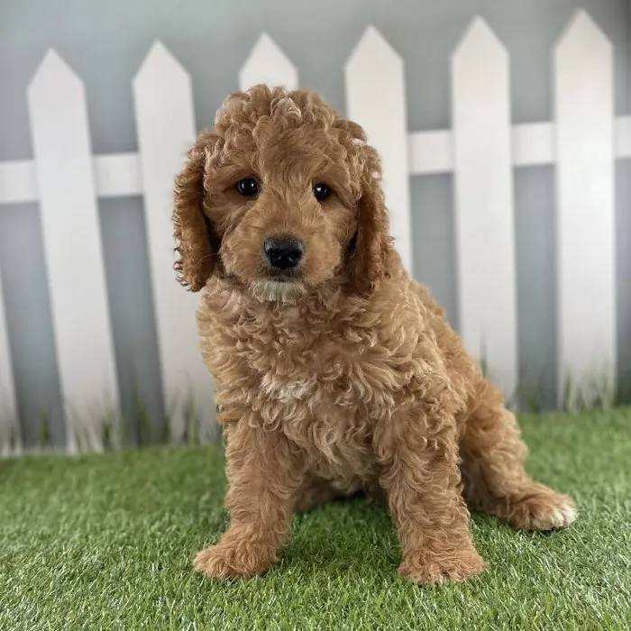 Male Miniature Goldendoodle Puppy for Sale in Schererville, IN