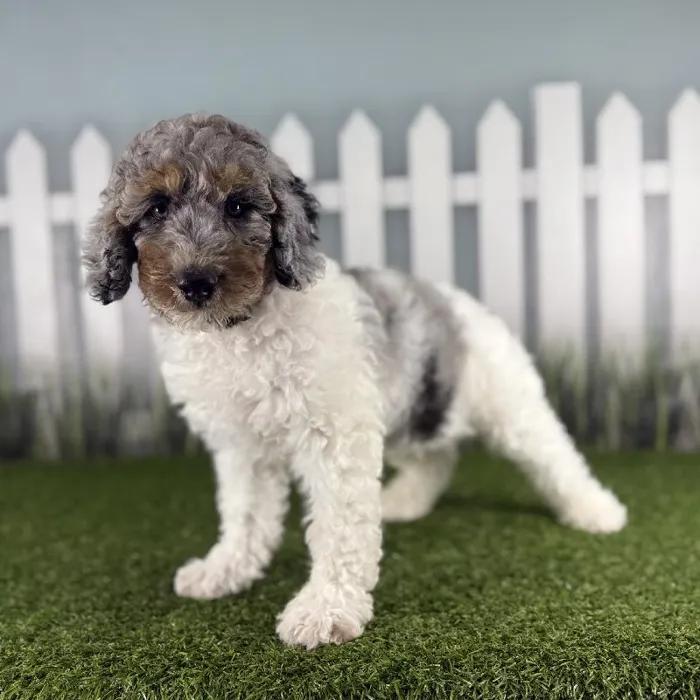 Male Miniature Aussiedoodle Puppy for Sale in Indianapolis, IN