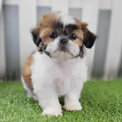 Female Shih Tzu Puppy for Sale in Schererville, IN
