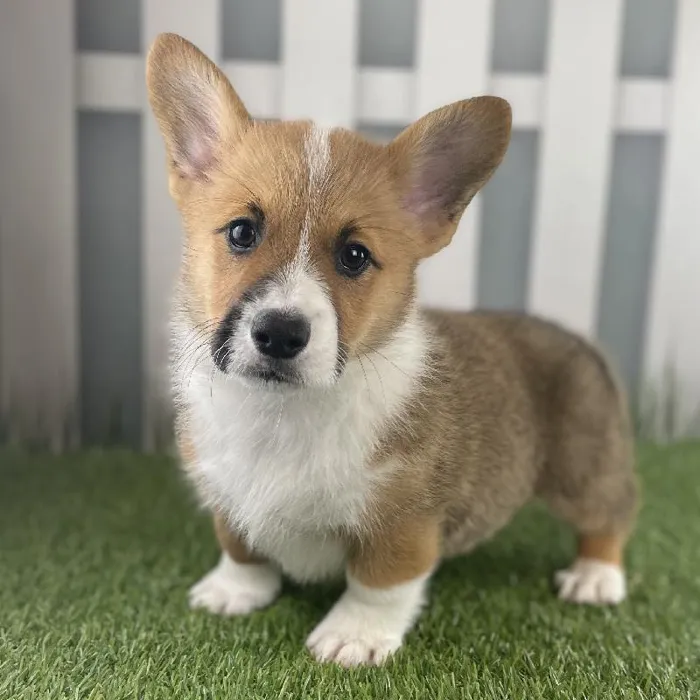 Female Pembroke Welsh Corgi Puppy for Sale in Schererville, IN