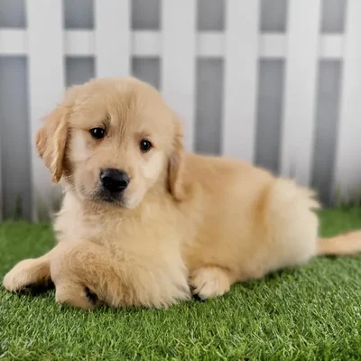 Male Golden Retriever Puppy for Sale in Schererville, IN
