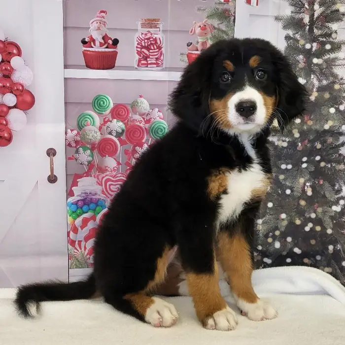 Female Bernese Mountain Dog Puppy for Sale in Indianapolis, IN