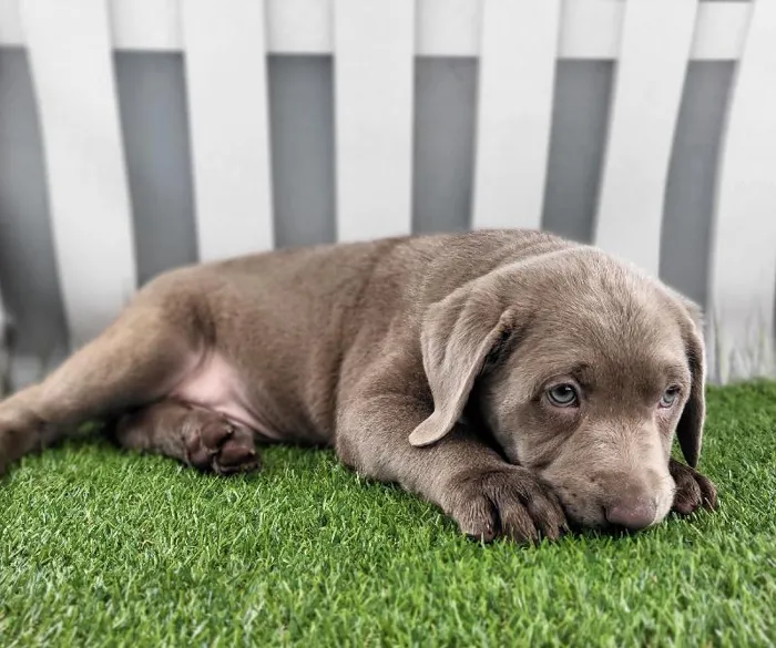 Male Labrador Retriever Puppy for Sale in Schererville, IN