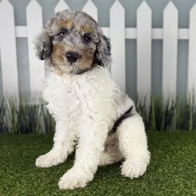 Male Miniature Aussiedoodle Puppy for Sale in Indianapolis, IN