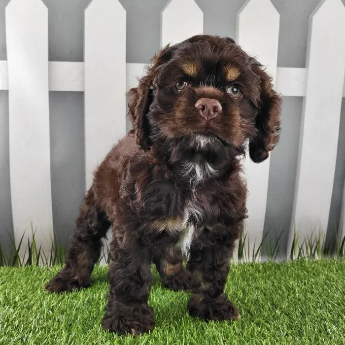 Male Cocker Spaniel Puppy for Sale in Schererville, IN