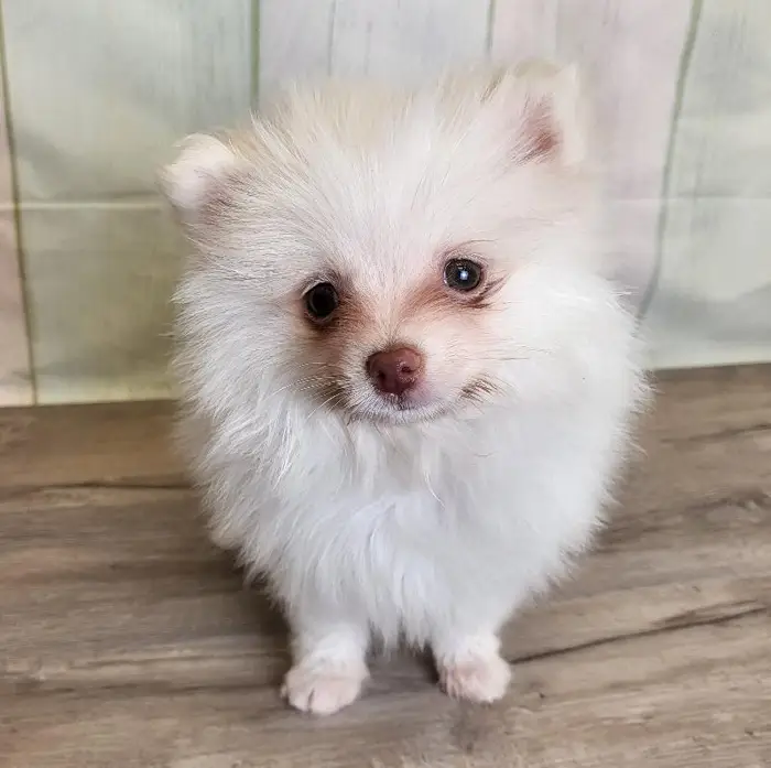 Male Pomeranian Puppy for Sale in Schererville, IN
