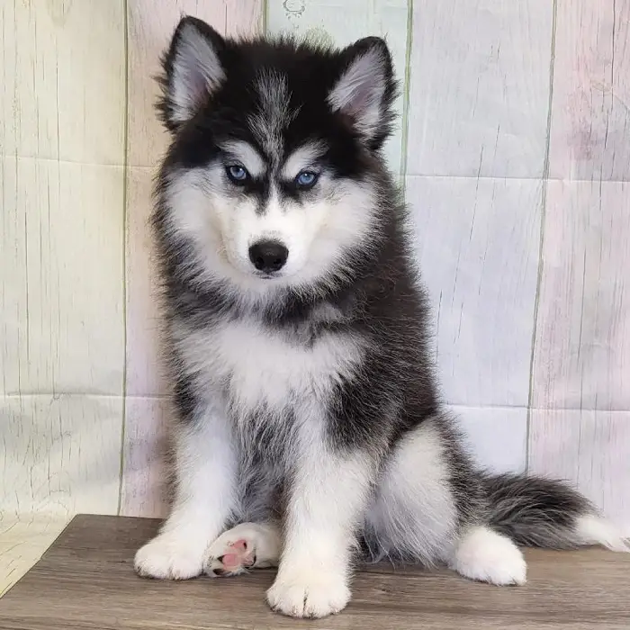 Male Siberian Husky Puppy for Sale in Schererville, IN
