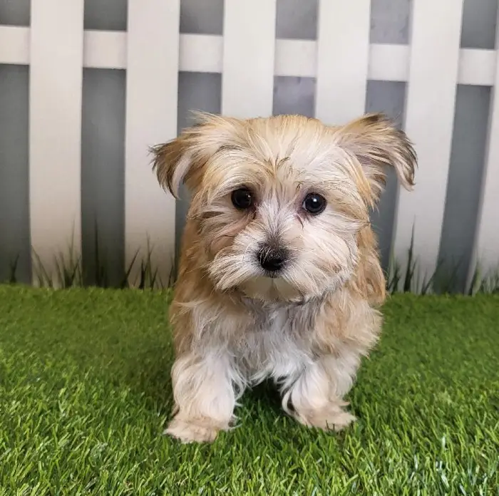 Male Morkie Puppy for Sale in Schererville, IN