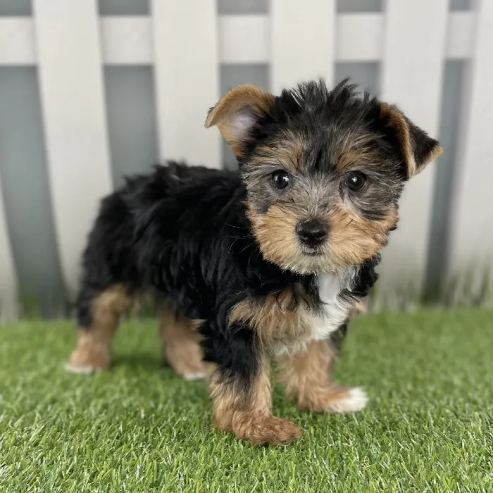 Female Yorkshire Terrier Puppy for Sale in Schererville, IN