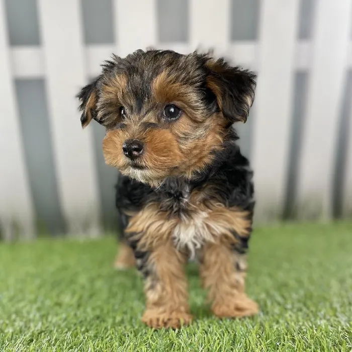 Female Yorkie-Poo Puppy for Sale in Schererville, IN