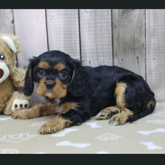 Female Cavalier King Charles Spaniel Puppy for Sale in Schererville, IN