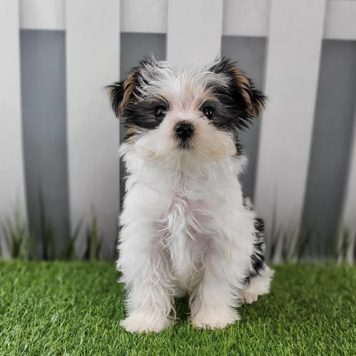 Male Morkie Puppy for Sale in Schererville, IN