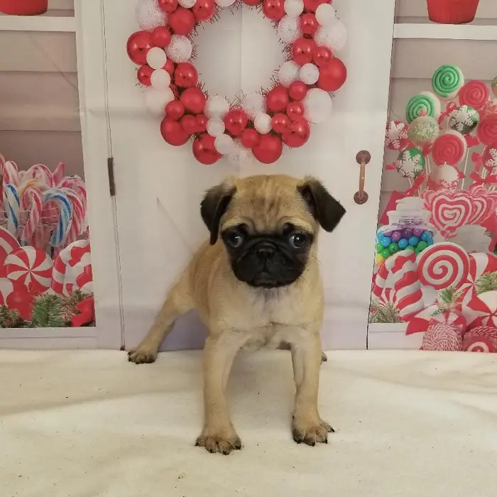 Male Pug Puppy for Sale in Schererville, IN