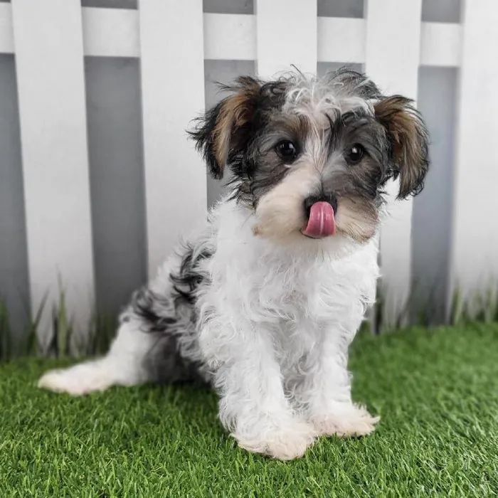 Female Schnorkie Puppy for Sale in Schererville, IN