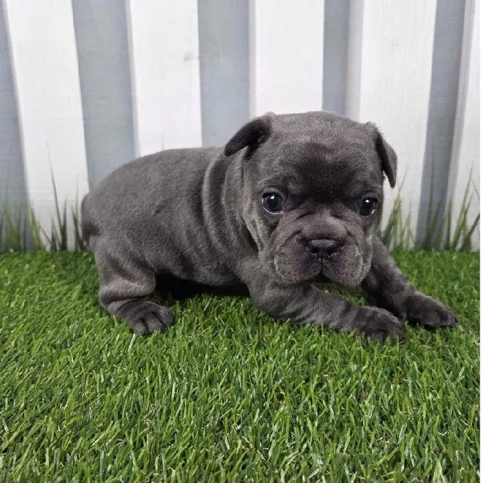 Male French Bulldog Puppy for Sale in Schererville, IN