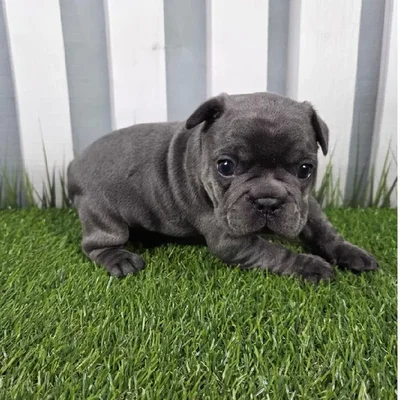 Male French Bulldog Puppy for Sale in Schererville, IN