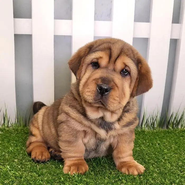 Female Walrus Puppy for Sale in Schererville, IN