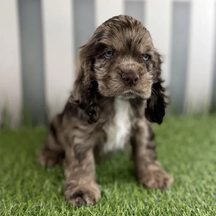 Male Cocker Spaniel Puppy for Sale in Schererville, IN