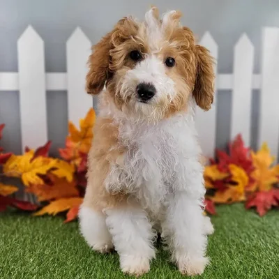 Female Miniature Goldendoodle Puppy for Sale in Schererville, IN